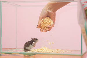 Een hamsterkooi verschonen: 8 tips