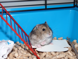 Hamsterkooi inrichten: 4 tips