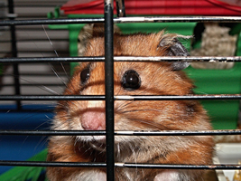 Hoe duur is een hamster?