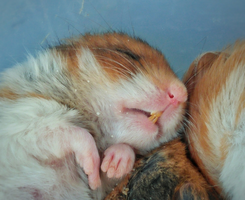 Is een winterslaap schadelijk voor mijn hamster