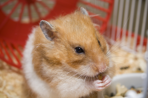 Leuke hamsterkooien voor je goudhamster